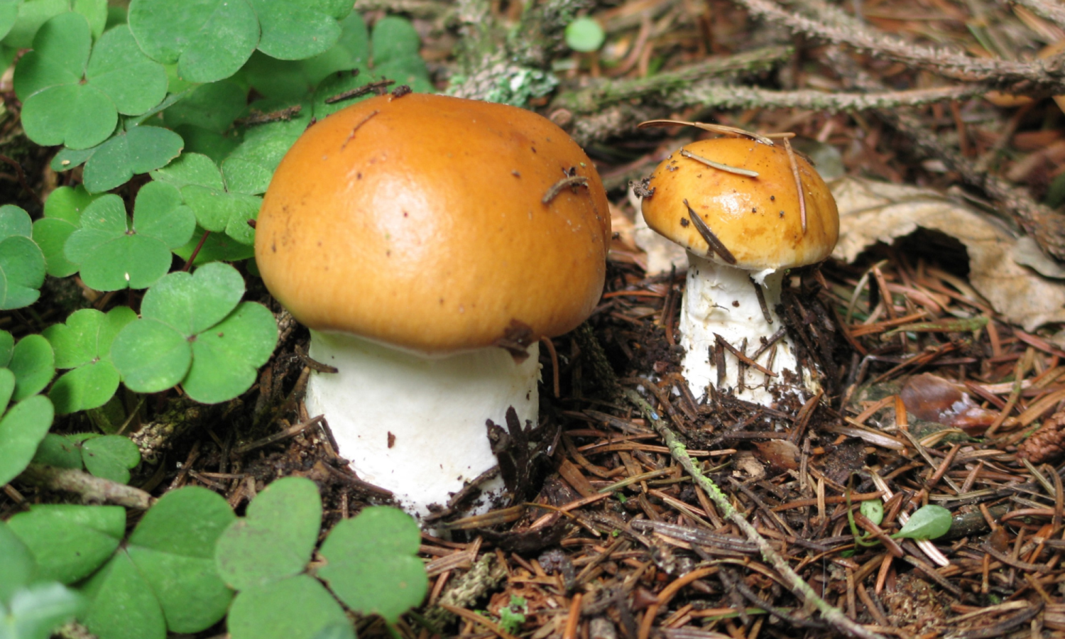 Sortie mycologique au Pays-d’Enhaut