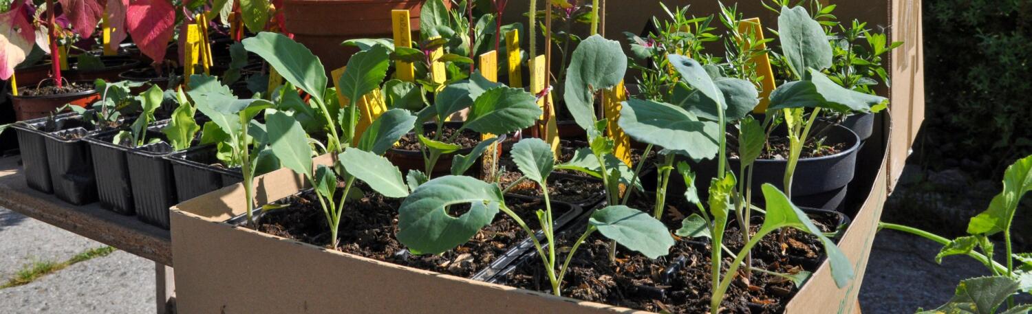 À vos plantons !